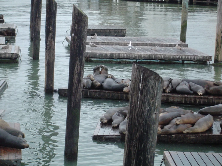 several sea lions are lying in a marina