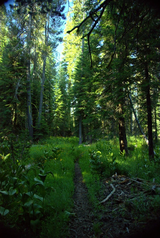 an old path is running through the woods