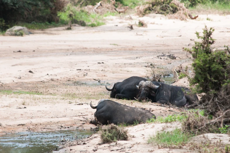 two water buffalo are laying on the sand in a field