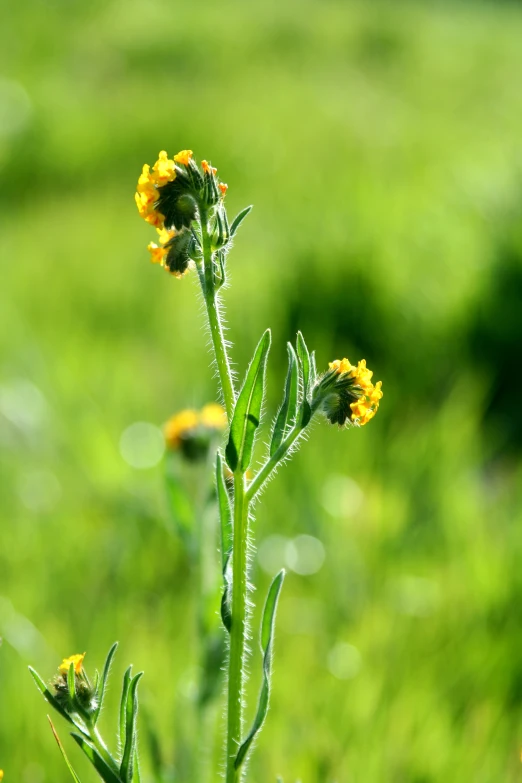 flowers in green grass with bright sunlight