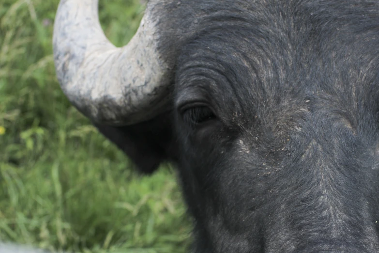 an ox with large white tusks standing in front of some brush