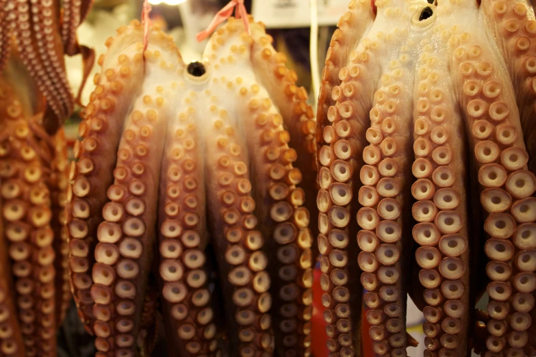 closeup of the octo tentacles for sale at a market