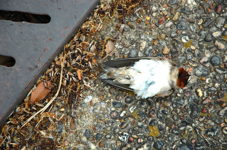 the dead bird is lying on the ground next to the door