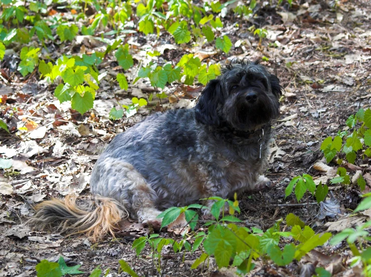 a dog sitting in the leaves near a forest