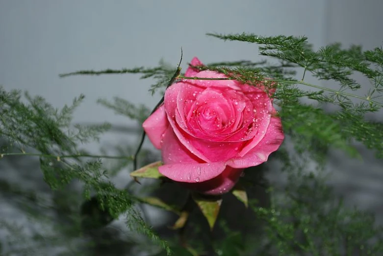 a pink rose with water droplets on it