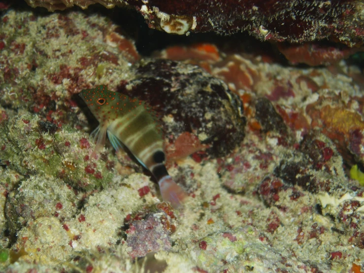 a small colorful fish sitting on a reef