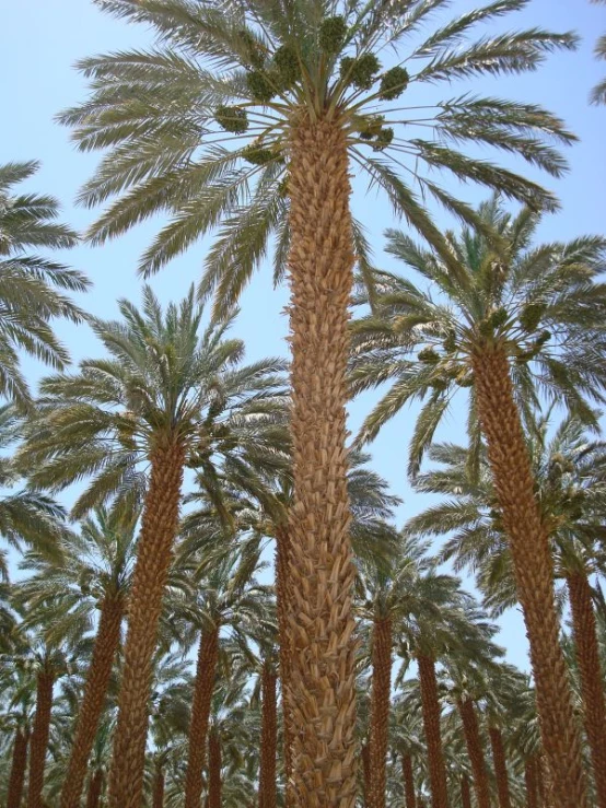 rows of tall palm trees under a clear blue sky