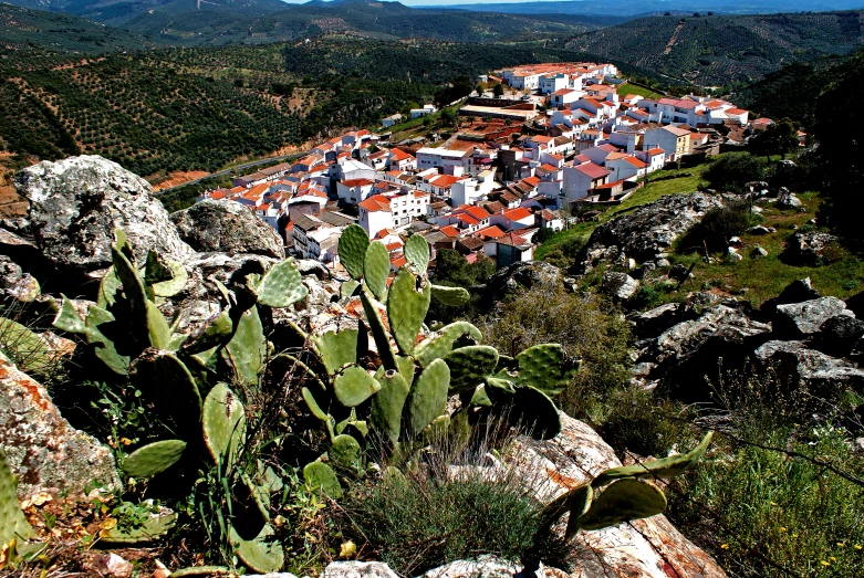 there are many cactuses on the hill side