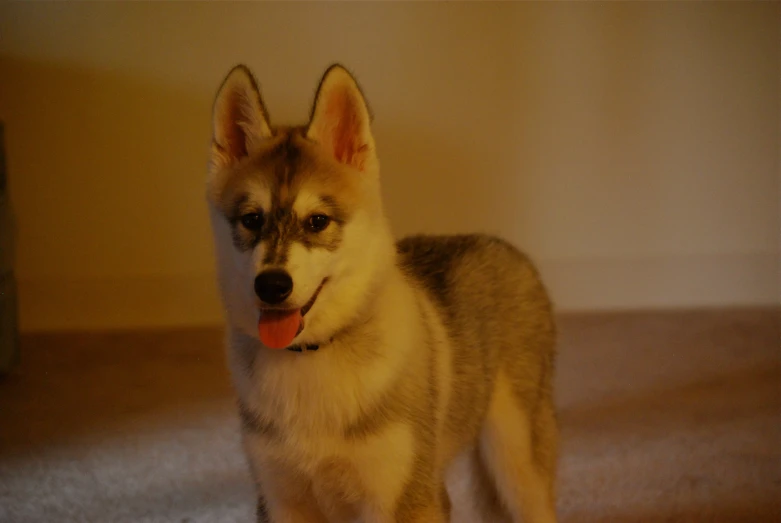 a husky dog with his tongue sticking out