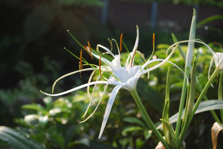 a flower in the foreground with several plants in the background