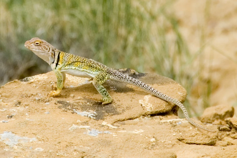 lizard sitting on a rock looking around