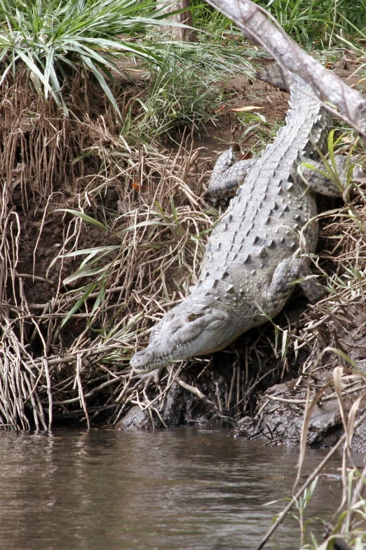 a crocodile is laying by the edge of the water