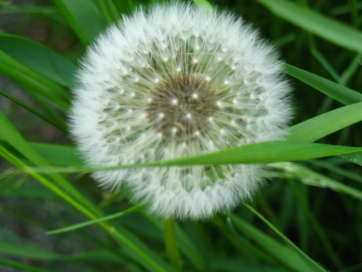 the dandelion looks like a white flower