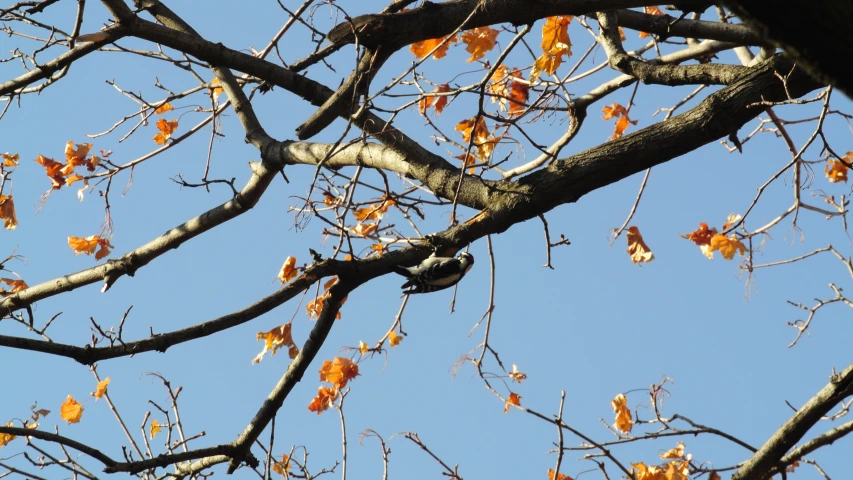 leaves are hanging from a tree with blue skies in the background