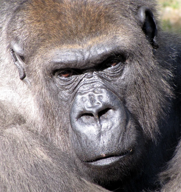 a very old looking gorilla with a black nose