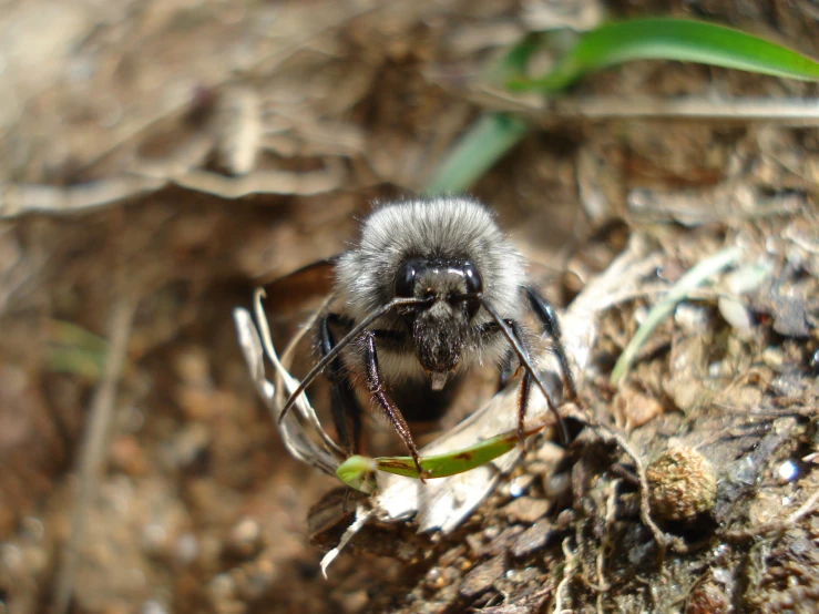 a bee sitting on top of a leaf covered forest floor