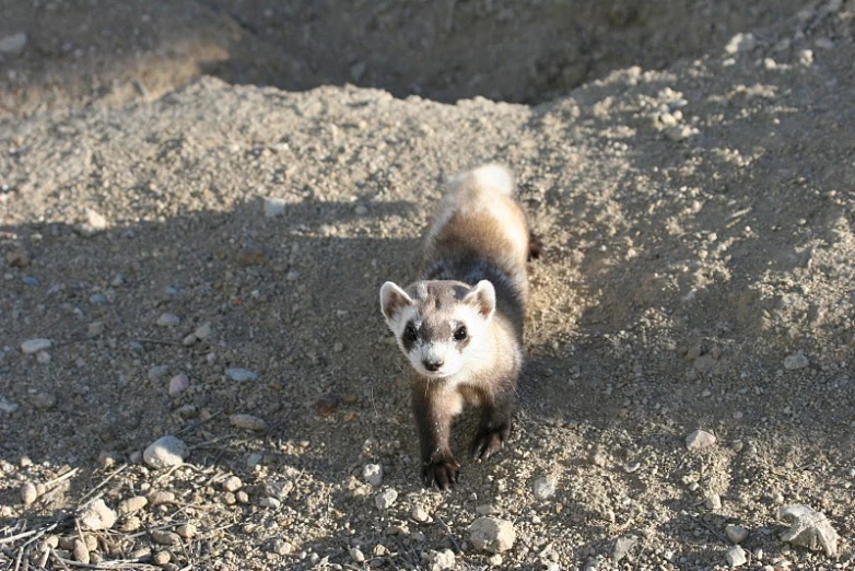 a baby animal that is standing in the dirt