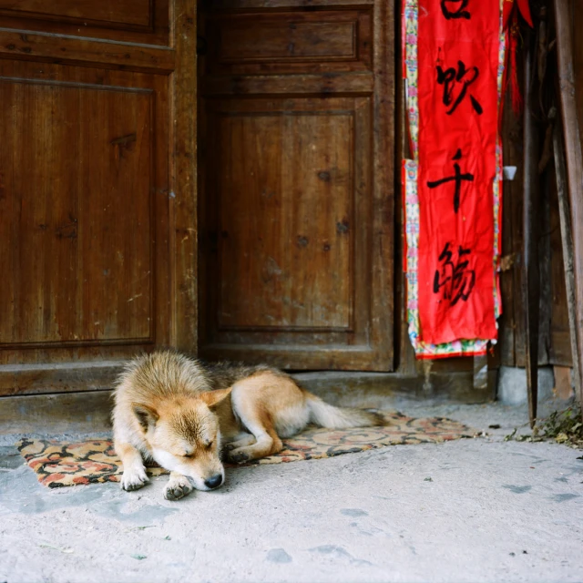 a dog laying on top of a rug next to some brown doors