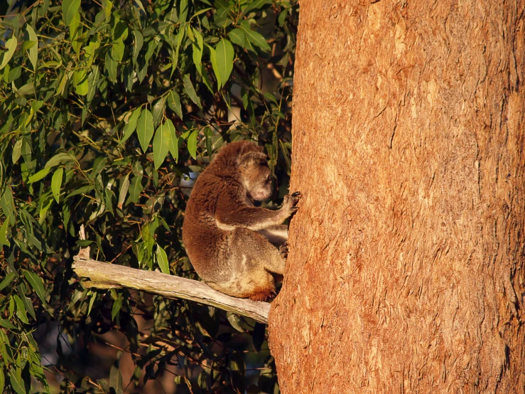 a koala is sitting on a nch between two trees