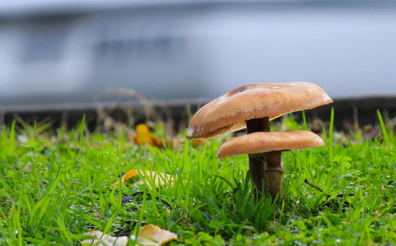 a close up of three mushrooms sitting in the grass