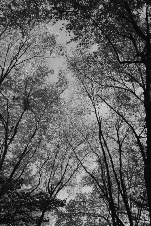 a black and white po of trees and benches