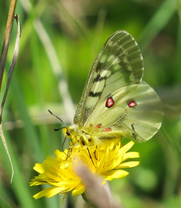 a green erfly is sitting on a yellow flower