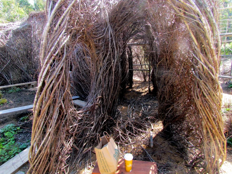 nches and plants near one another in an outdoor area