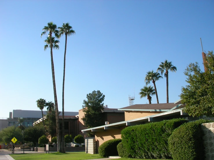 the palm trees line the sidewalk in the town