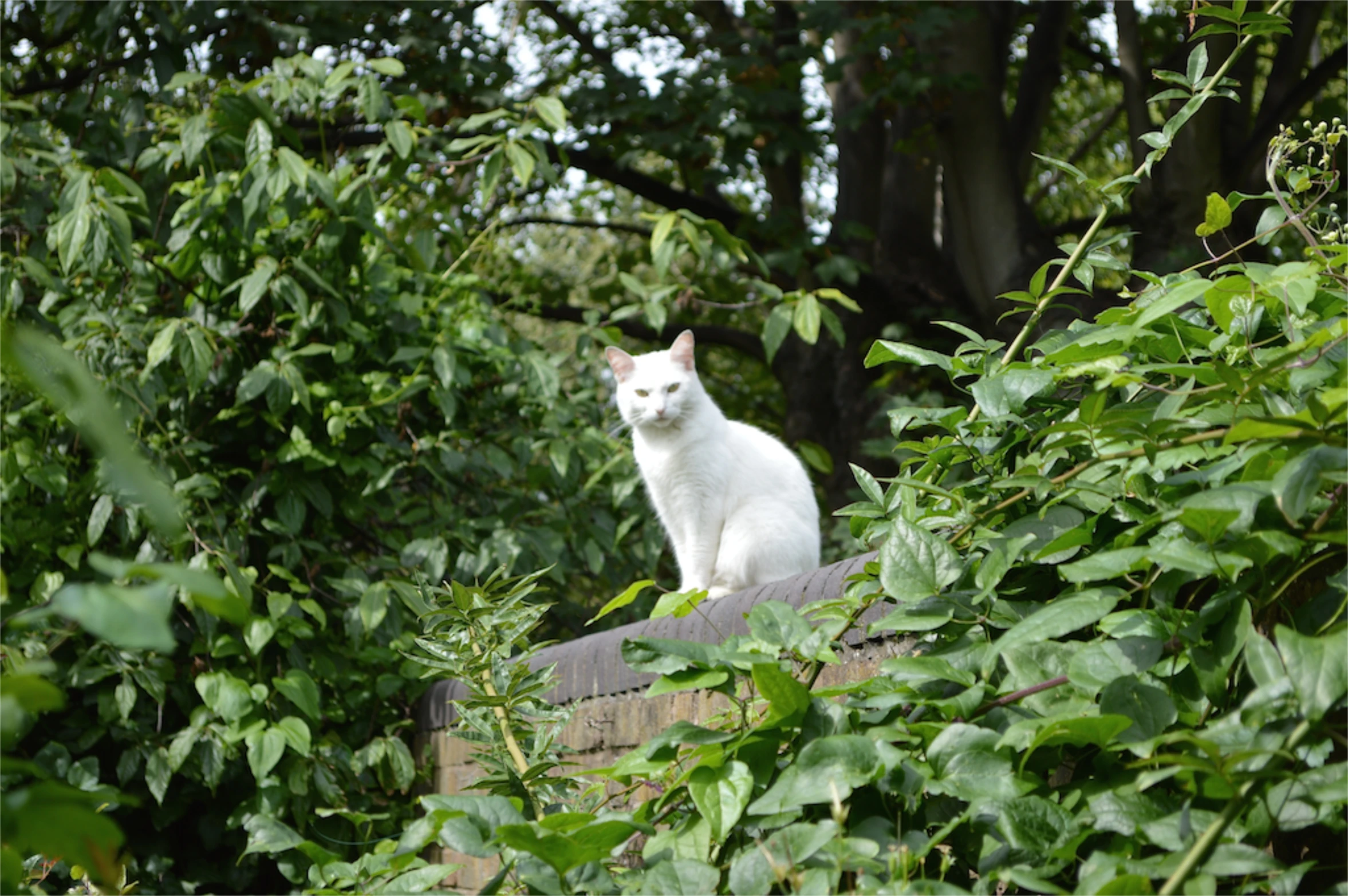 there is a white cat sitting on a tree