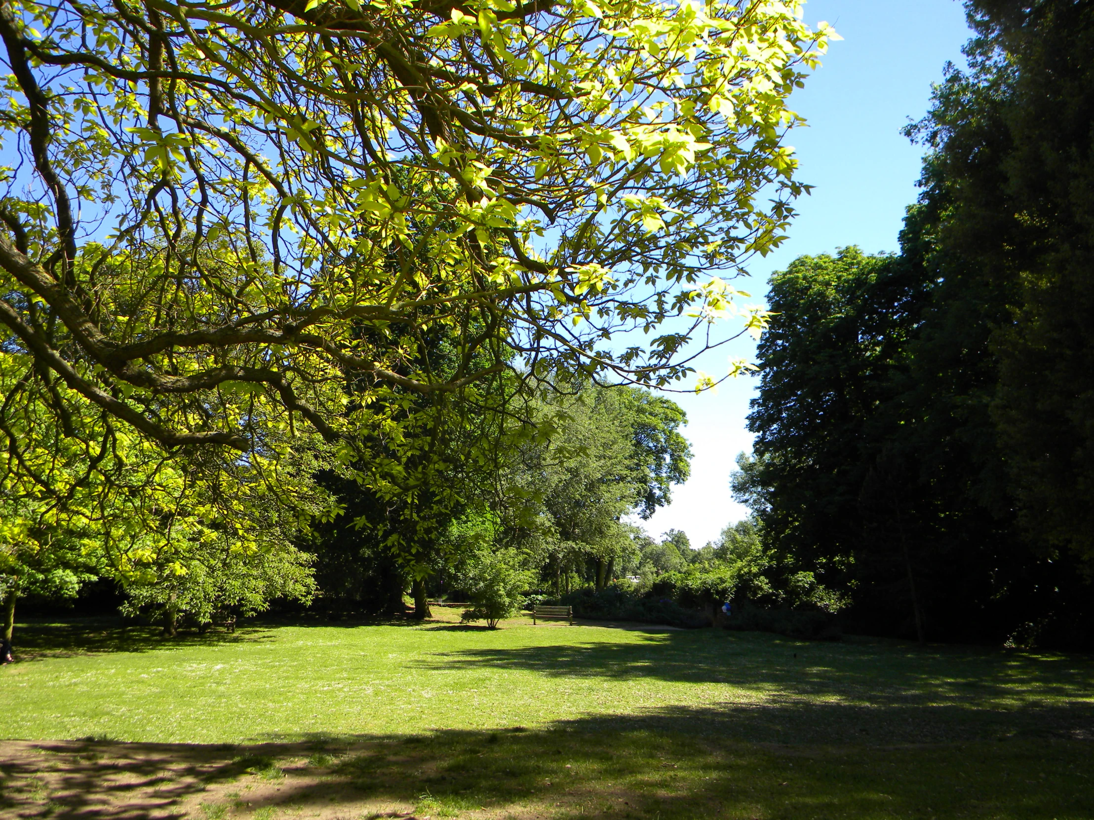 a long line of trees in a field