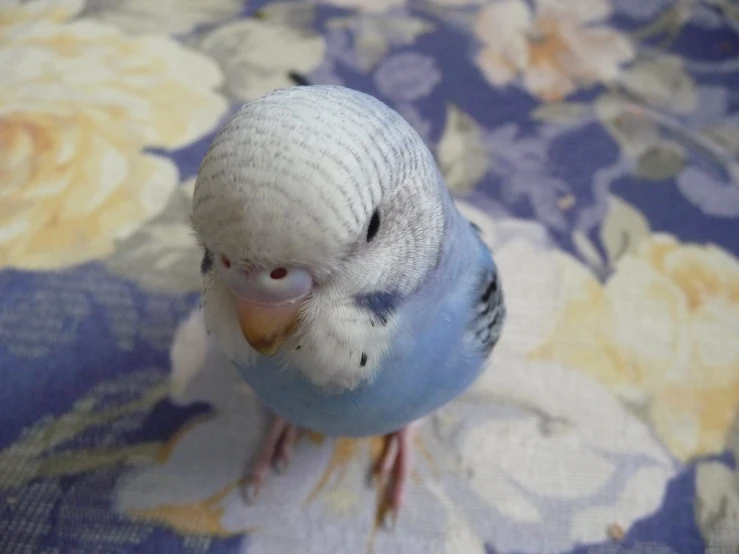 a close up of a small white bird on a floral blanket