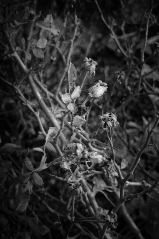 black and white image of flowers against a bush