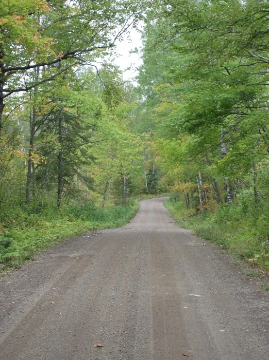 trees, gravel road and sky view from the ground