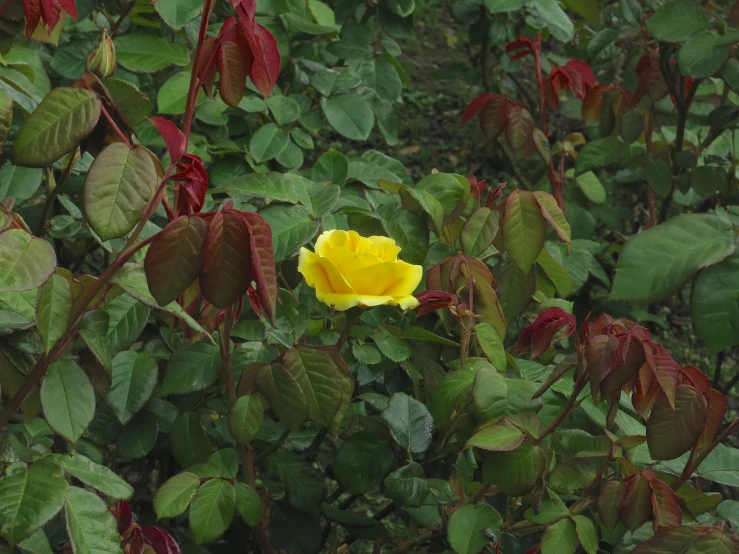 yellow flower in some green leaves in the rain