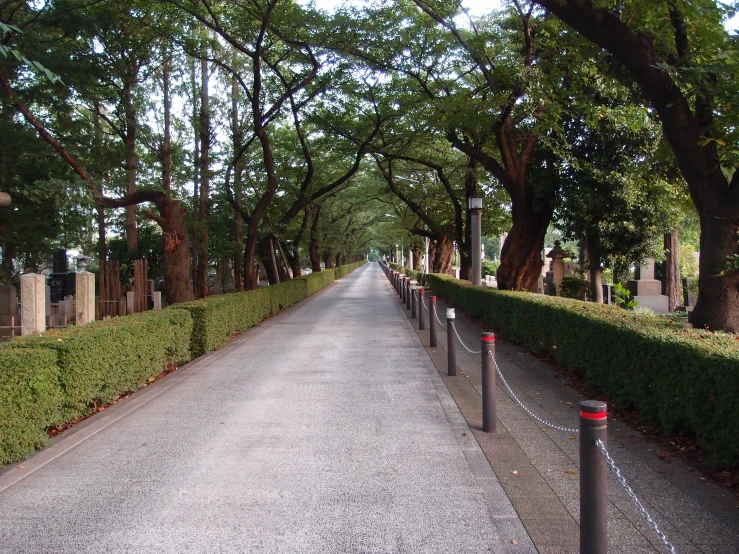 a street that is lined with trees next to grass