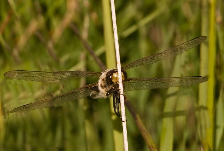 a bee resting on a plant with long legs