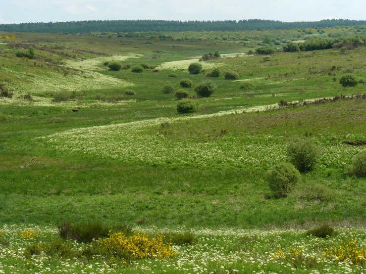 a field with flowers, grass and trees on the horizon