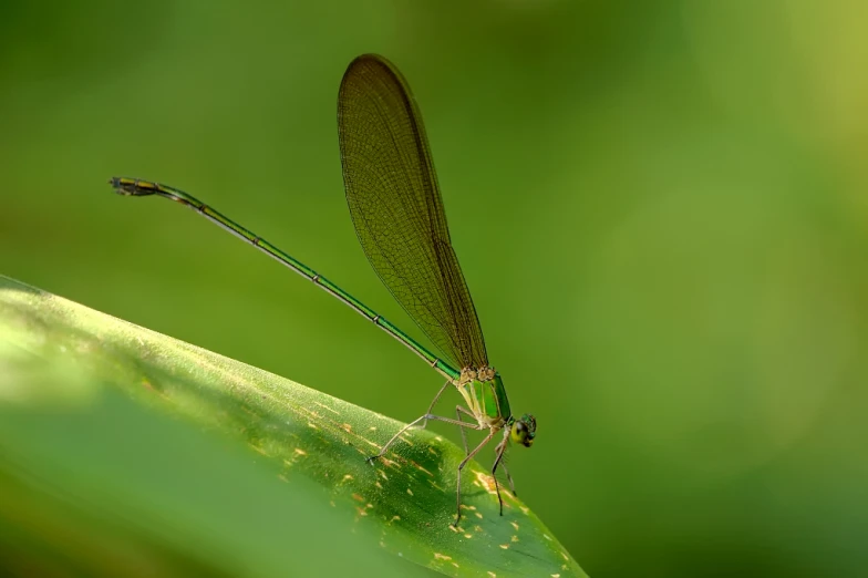 the green insect is sitting on a leaf