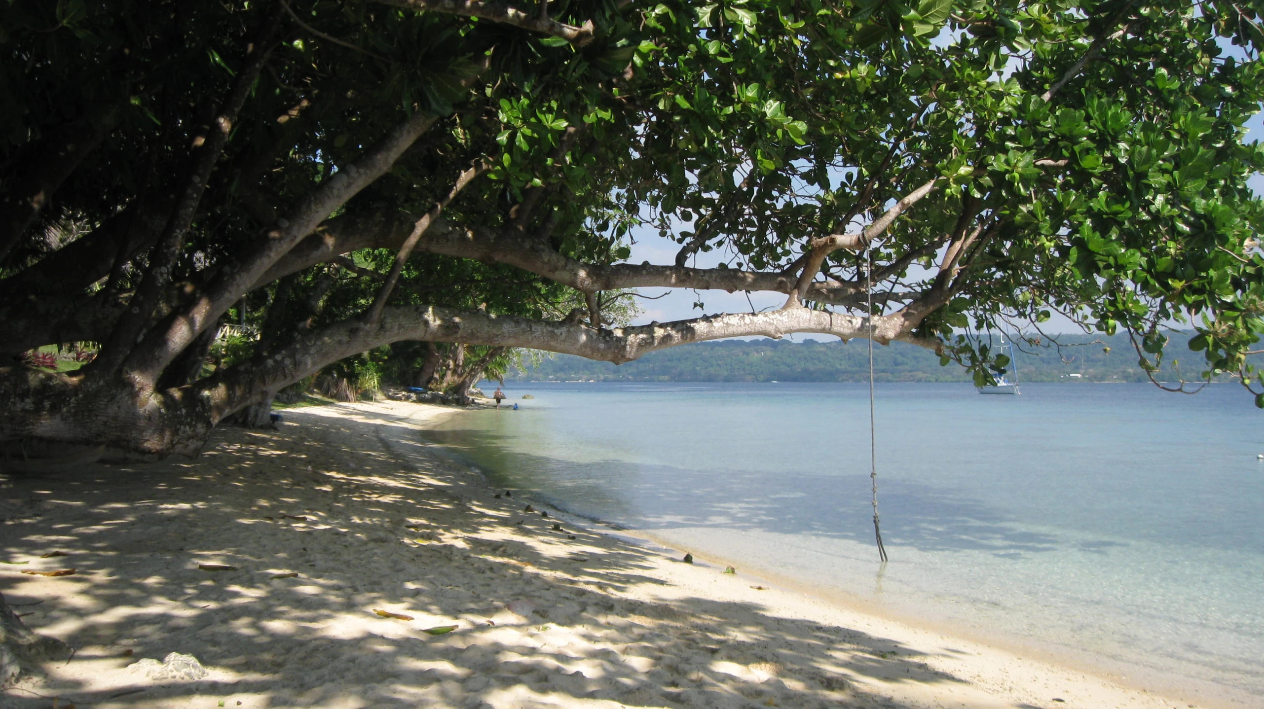a beach with a swing attached to the tree, water and land