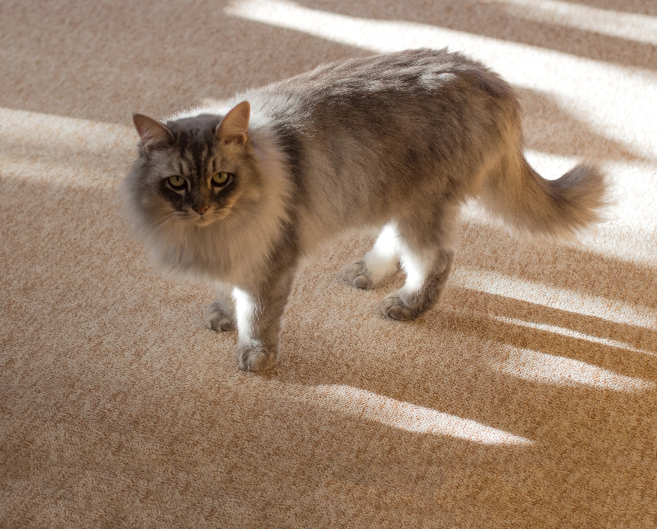 a cat on the floor staring ahead with long hair