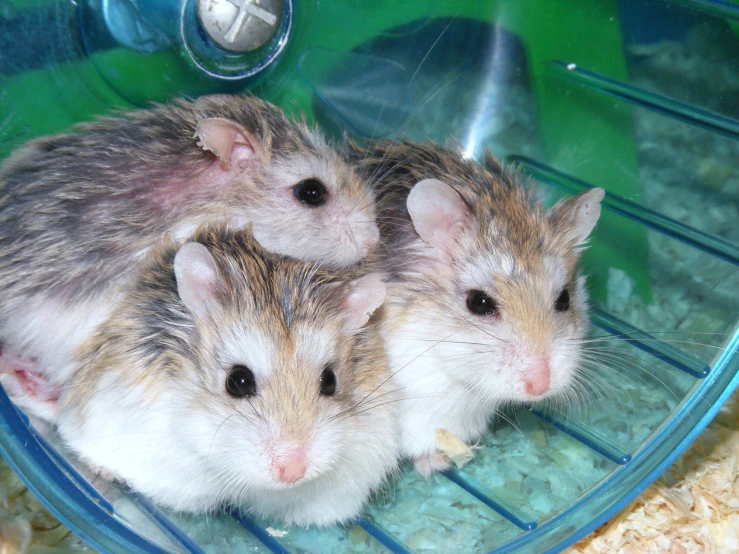 the three animals are standing together inside a cage