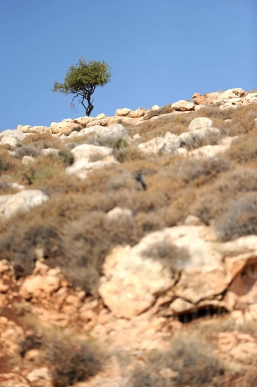 a lone tree stands on top of a rocky hill