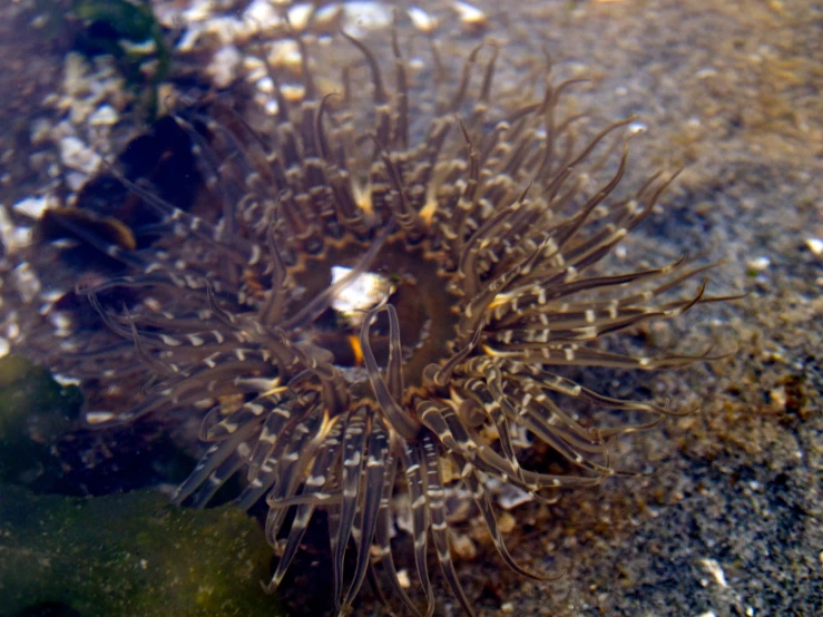 the small sea urchin has no corals on it