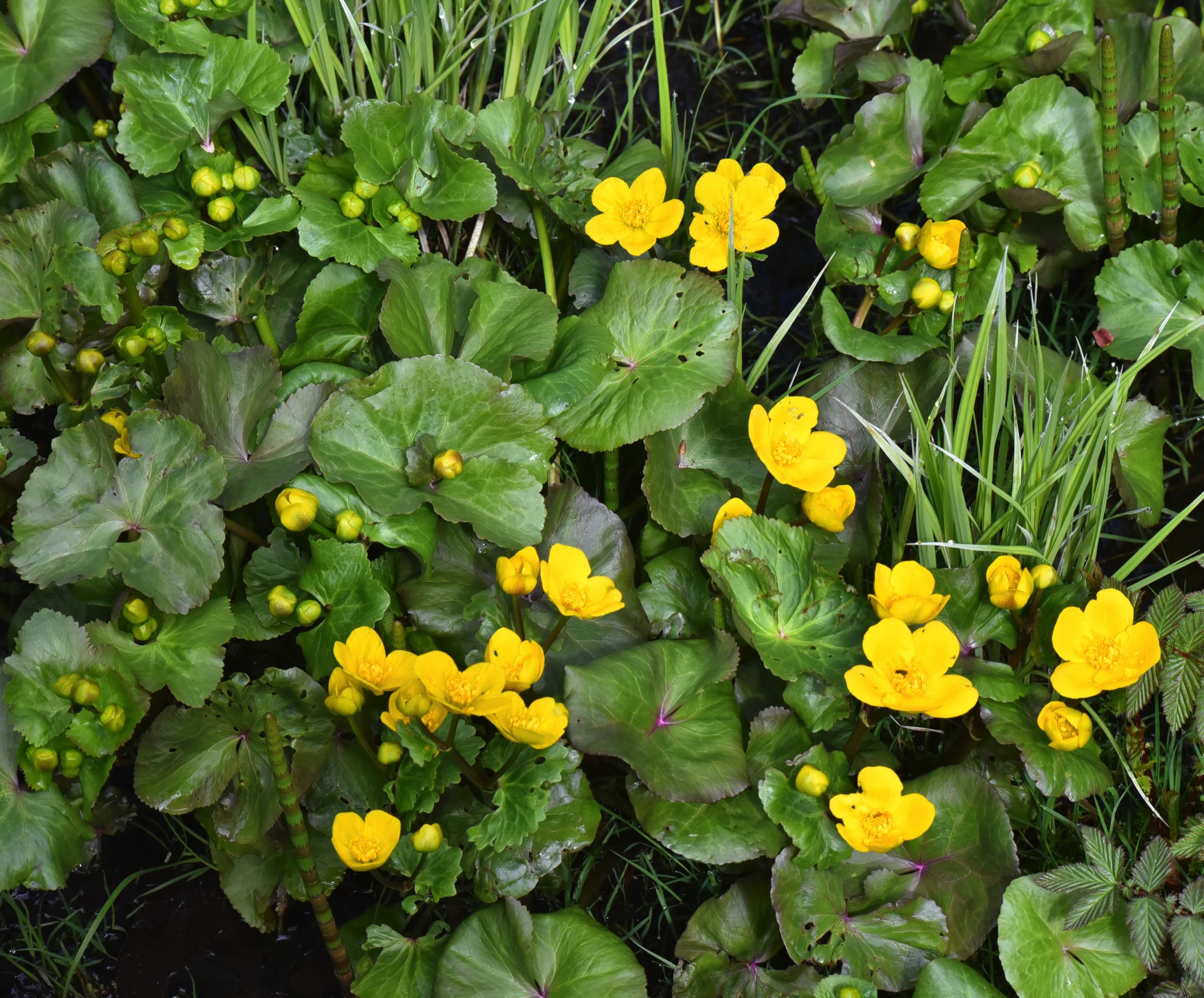 several small yellow flowers growing in the plants