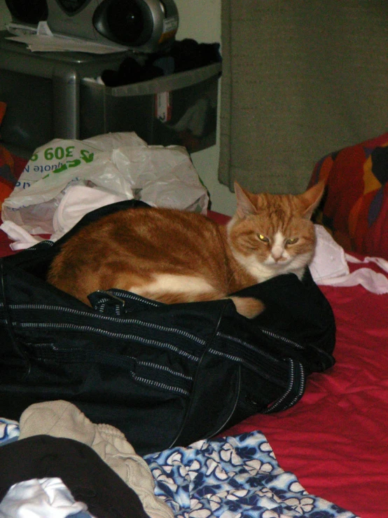 a cat lays in some clothes on the bed