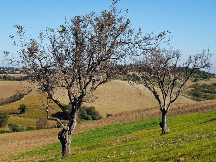 trees and rolling hills in a field, two bare trees are seen