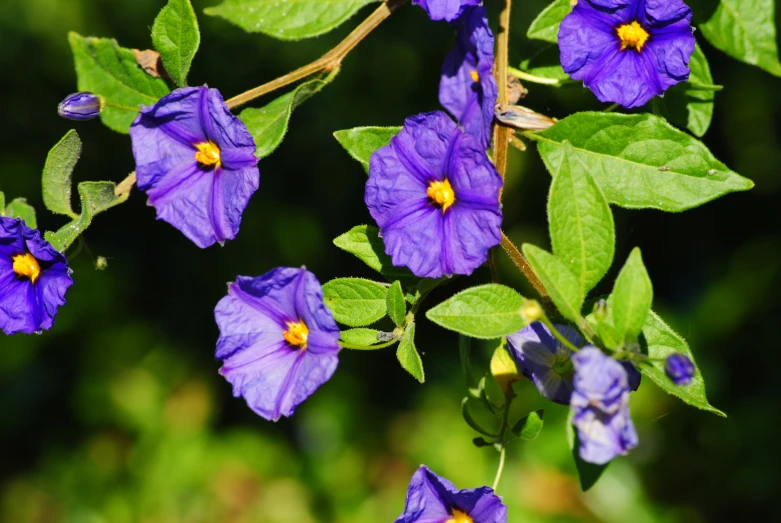 purple flowers are blooming with leaves all around