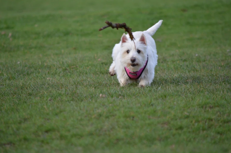 a dog runs in the grass with a stick