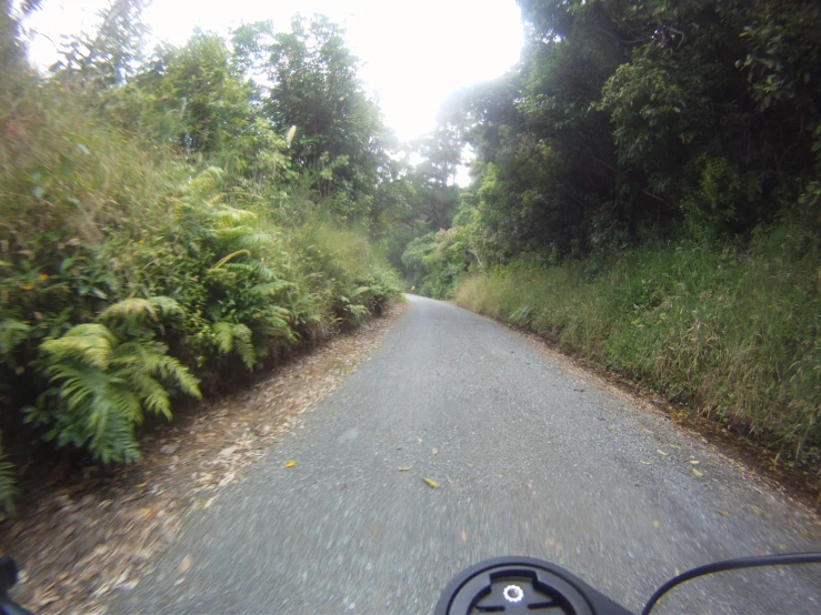 a view from the rear seat of a vehicle going through trees and bushes