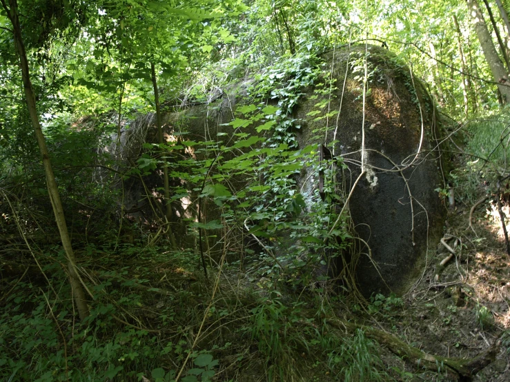 an over grown rock in the forest on a sunny day